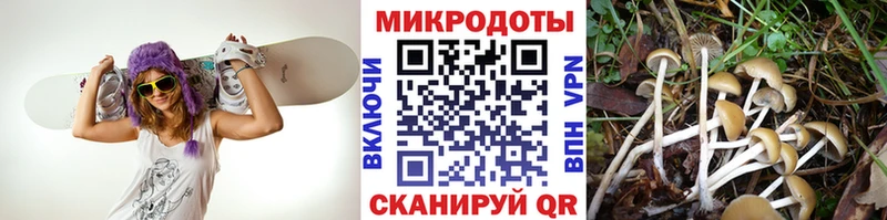 как найти   Щёлково  Галлюциногенные грибы Psilocybe 
